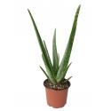 Aloe vera barbadensis XS kamerplant
